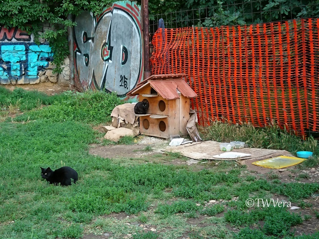 Belgrade cats, Serbia